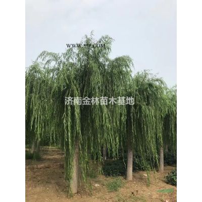 供應(yīng)3公分柳樹、3公分柳樹價(jià)格、3公分柳樹基地