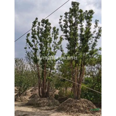 獨桿25-50公分樸樹