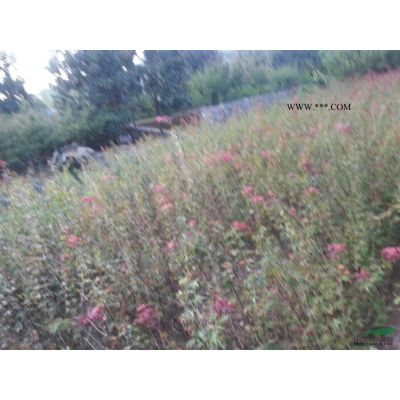 紫薇*新價格/紫薇報價