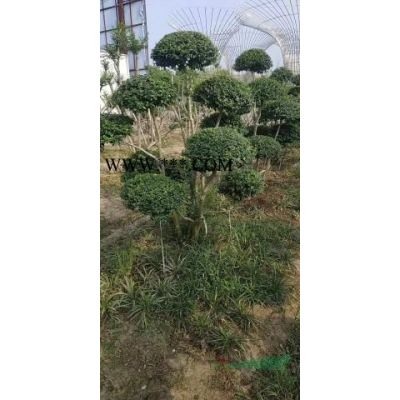 如果需要采購造型小葉女貞可以到江蘇常州，本基地有很多精品造型