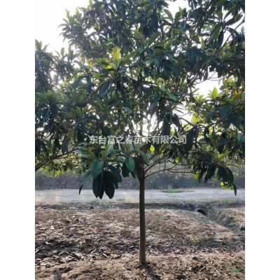 江蘇地區(qū)供應(yīng)1-20公分大葉女貞產(chǎn)地直銷