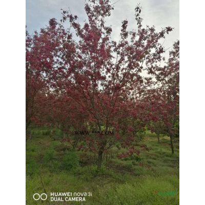 紅葉石楠小苗