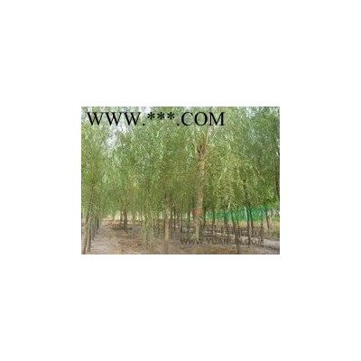 江蘇供應(yīng)，廣玉蘭、小葉黃楊，瓜子黃楊。