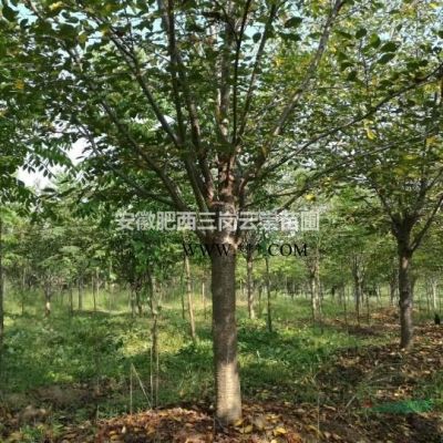 供應(yīng)叢生樸樹 精品樸樹  移植樸樹
