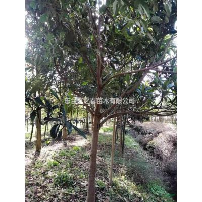 江蘇供應(yīng)廣玉蘭，紅玉蘭，白玉蘭，大葉女貞規(guī)格*
