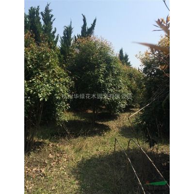 廣玉蘭圖片\廣玉蘭報價