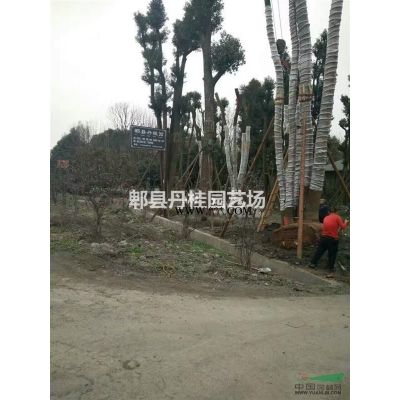 廣玉蘭 四川廣玉蘭  15~20公分 貨源足