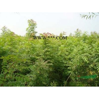 江西九江紫薇 紫微栽培技術(shù)