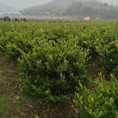 浙江無刺構骨毛球介紹