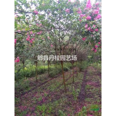 供應樸樹 、叢生樸樹 、滇樸、沙樸