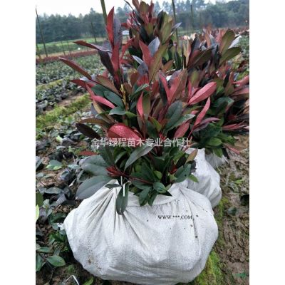 杜鵑營養杯苗杜鵑色塊苗杜鵑工程苗杜鵑綠化苗杜鵑綠化工程苗