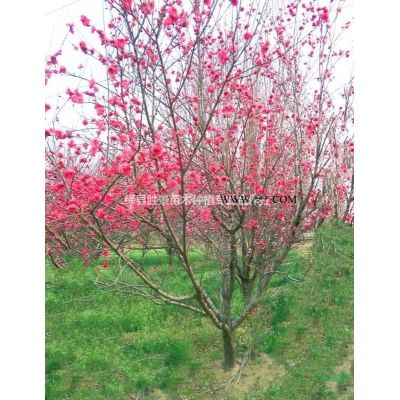 山西8公分北欒價格·山西10公分北欒樹·山西12公分欒樹價格