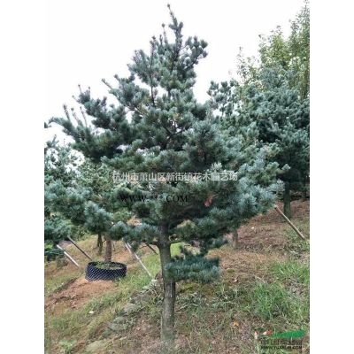 浙江地區(qū)供應(yīng)香樟、廣玉蘭、銀杏、桂花、紅楓、紅葉石楠