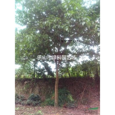 四川樂(lè)山供應(yīng)廣玉蘭米徑5～7CM