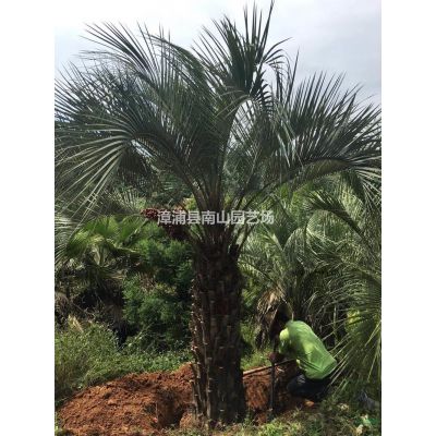 大小規格紅皮榕基地 福建無柄小葉榕 漳州紅皮榕價格
