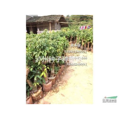 永安基地批發瀘州國槐、重陽木苗廣玉蘭苗、黃花槐苗安棗樹小苗