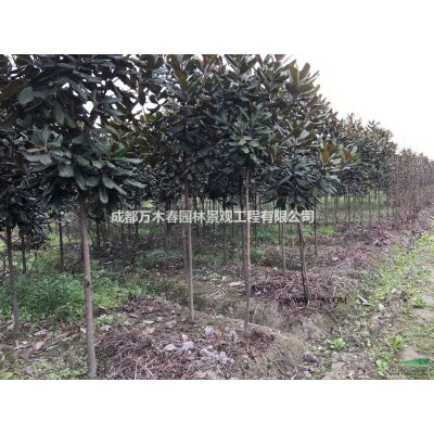 騰地處理廣玉蘭3-7公分幾千株