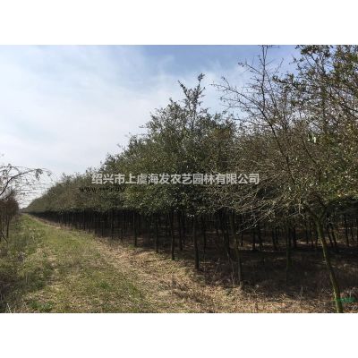 大量弗吉尼亞櫟