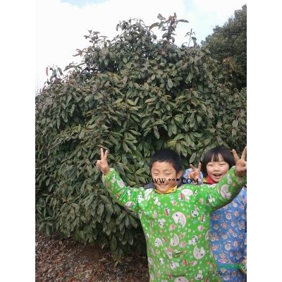廣玉蘭