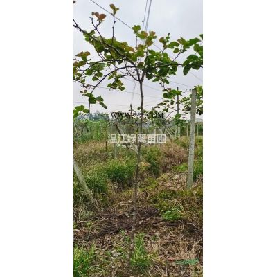 成都木春菊種植苗圃基地