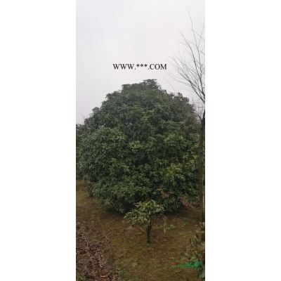 精品桂花供應