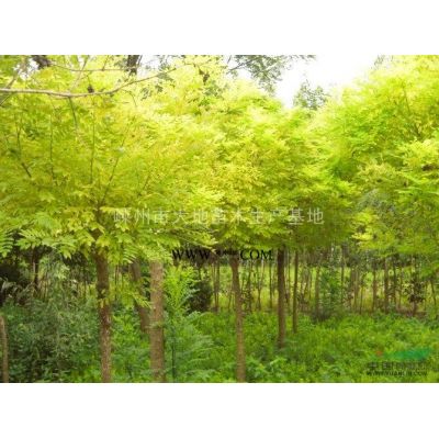 嵊州玉蘭只之鄉/玉蘭報價