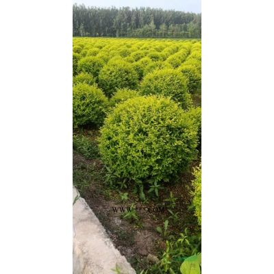 江蘇小龍柏，小龍柏直銷：工程用小龍柏