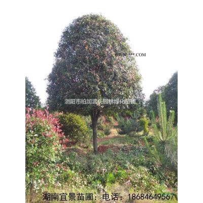 基地自產(chǎn)自銷4-5CM羅漢松，可造型毛坯樹
