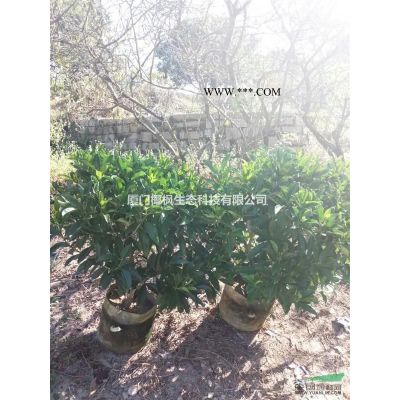 紫薇 重陽木 棕櫚 紫荊 紫葉李 紫玉蘭 雜交馬褂木