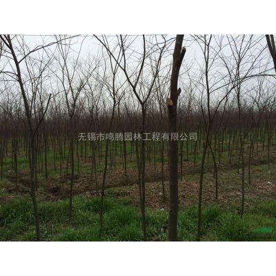 樂昌含笑胸徑8-12CM