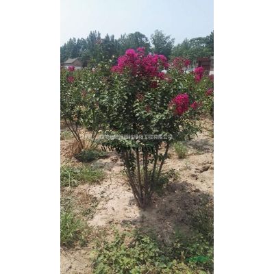 12-15cm紅葉石楠