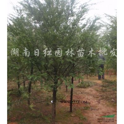 羅漢松行情報(bào)價(jià)\羅漢松圖片展示