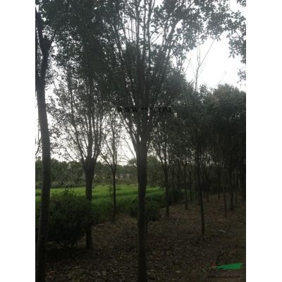 香泡供應/香泡圖片