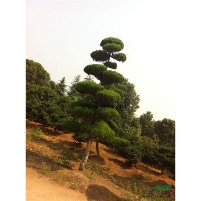 移栽羅漢松8-15公分供應(yīng)/移栽羅漢松8-15公分圖片