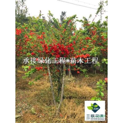 精品樂昌含笑、供應樂昌含笑、成都樂昌含笑基地、樂昌含笑批發