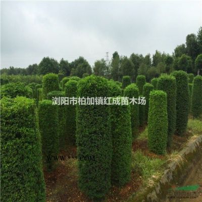 批發湖南樂昌含笑、樂昌含笑價格、湖南樂昌含笑價格、樂昌含笑樹