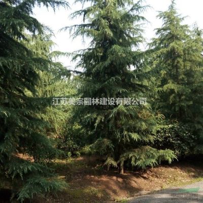 供應紅葉石楠柱紅葉石楠樁