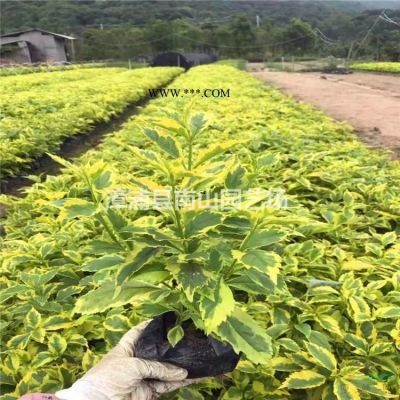 大小規格華盛頓棕櫚 福建華盛頓棕櫚 漳州華盛頓棕櫚價格基地