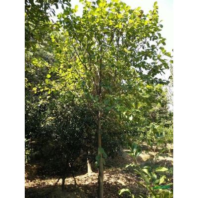 浙江長興提供大量出售紅葉石楠3米一5米冠
