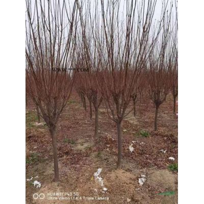 紅葉石楠球精品光球1-2米