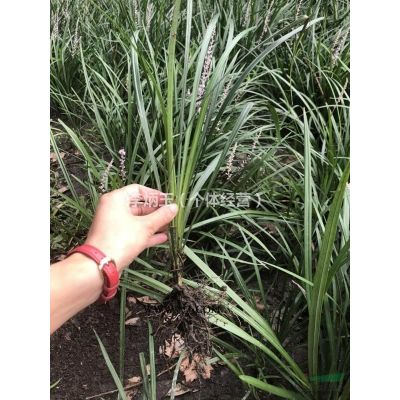 紅葉石楠大量出售.工程苗 園林綠化工程 歡迎來電詳詢。