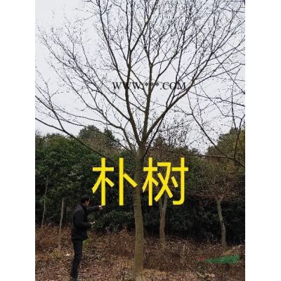 大量供應6-8-10-12-15公分重陽木，無患，香泡，香樟