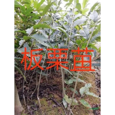 8-15公分羅漢松價格.四川羅漢松大量出售中.6公分羅漢松價