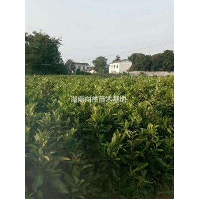 如果需要采購(gòu)紅葉石楠的可以到本基地  采購(gòu)高桿紅葉石楠來(lái)長(zhǎng)沙