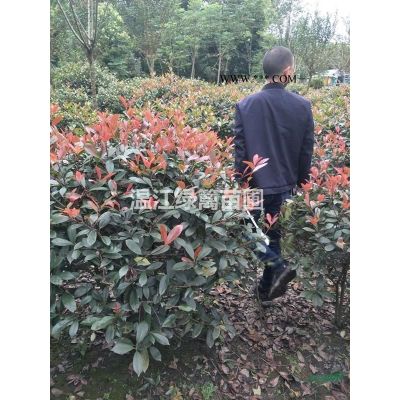 貴陽樂昌含笑種植基地