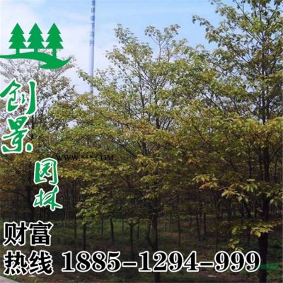 棕櫚樹 大量供應優質棕櫚樹 棕櫚樹基地低價直銷 質優價廉