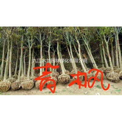 江西樂昌含笑2*新報(bào)價(jià)/樂昌含笑2圖片