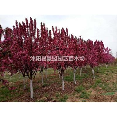 4米高棕櫚樹多少錢一棵？