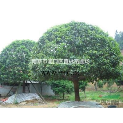 棕櫚價格,南京棕櫚價格,滁州棕櫚價格,棕櫚價格查詢