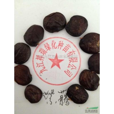 樂昌含笑圖片\樂昌含笑報價